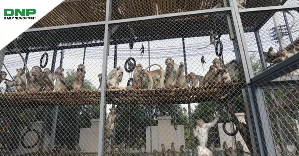تھائی لینڈ: انکلوژر سے 100 کے قریب بندر فرار، تلاش جاری